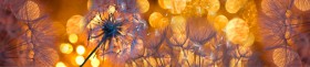 Кухонный фартук Мерцание Одуванчики золотистые 3 серебро в Бородино - borodino.katalogmebeli.com | фото