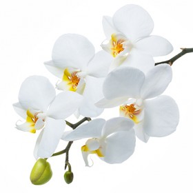 Стол обеденный Танго белый/Орхидея в Бородино - borodino.katalogmebeli.com | фото 3